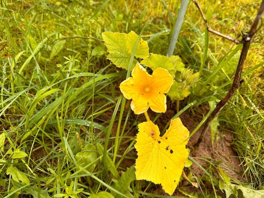 ��� �������� ��������� ������ �����: 7 �������� ��� ��������