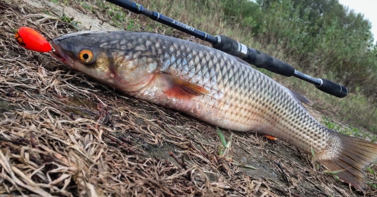 �������� �� ����: ���������� ����, ����������� ����� ������ ��� �������