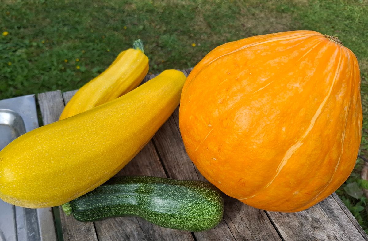 Жизнь на даче: наслаждение малиной и осенние заботы