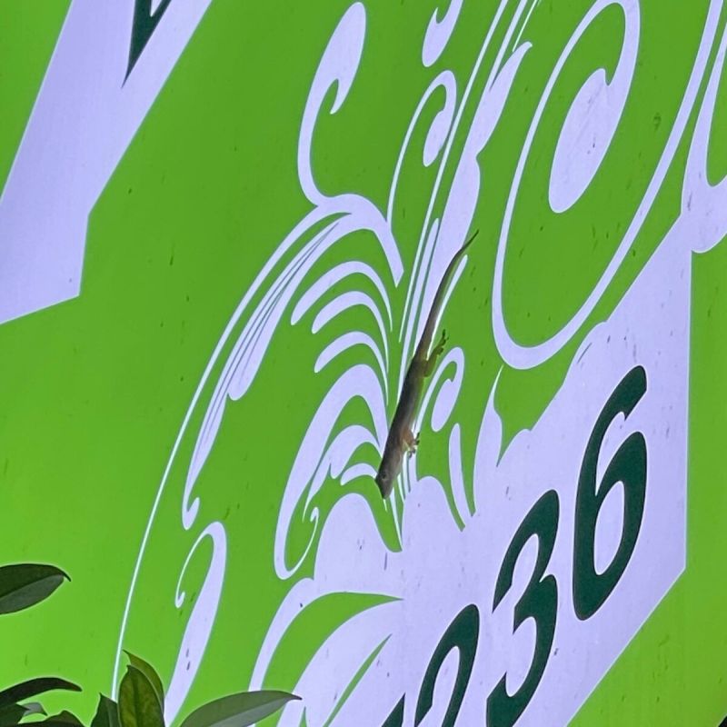 Необычные обитатели тайской природы: что удалось увидеть