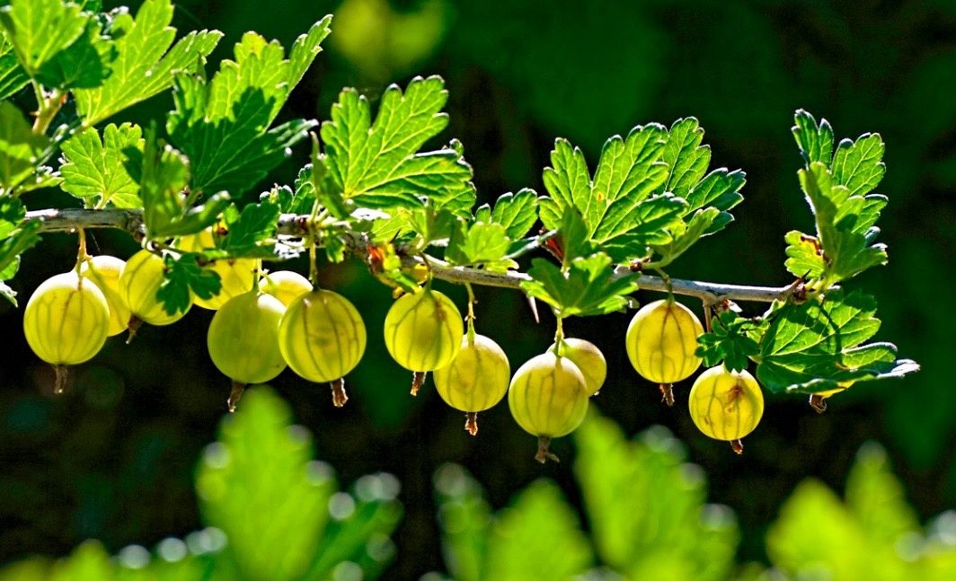 Пироги с крыжовником: яркие рецепты для летнего чаепития