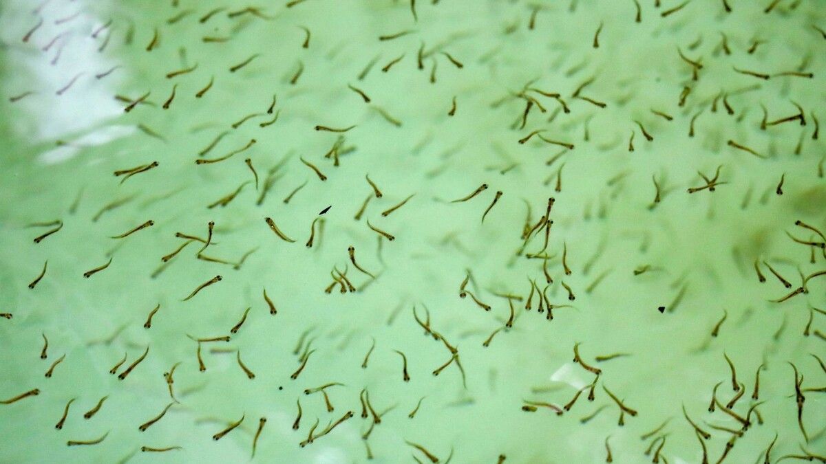 Абалакский завод готовит миллионы мальков для сибирских рек