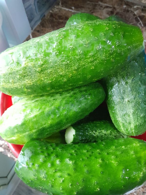 Как использовать крупные огурцы: удивительный рецепт закуски на зиму