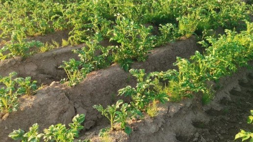 Как картофель помогает увеличивать урожайность в теплых регионах: секреты успешных севооборотов