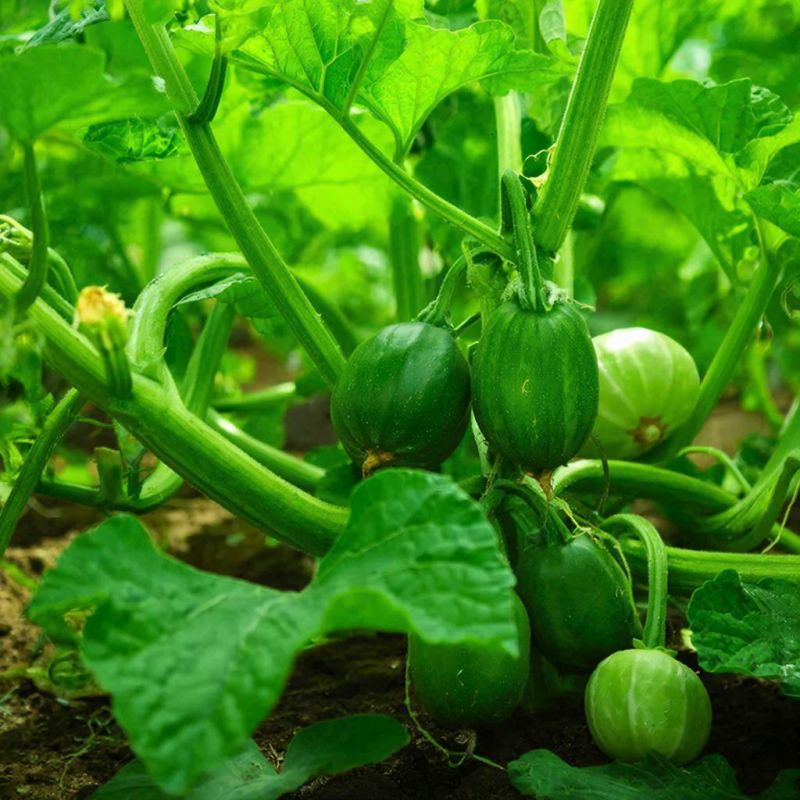 ����������� ������� �� ����: ����� ����� ����� ��������� ��������