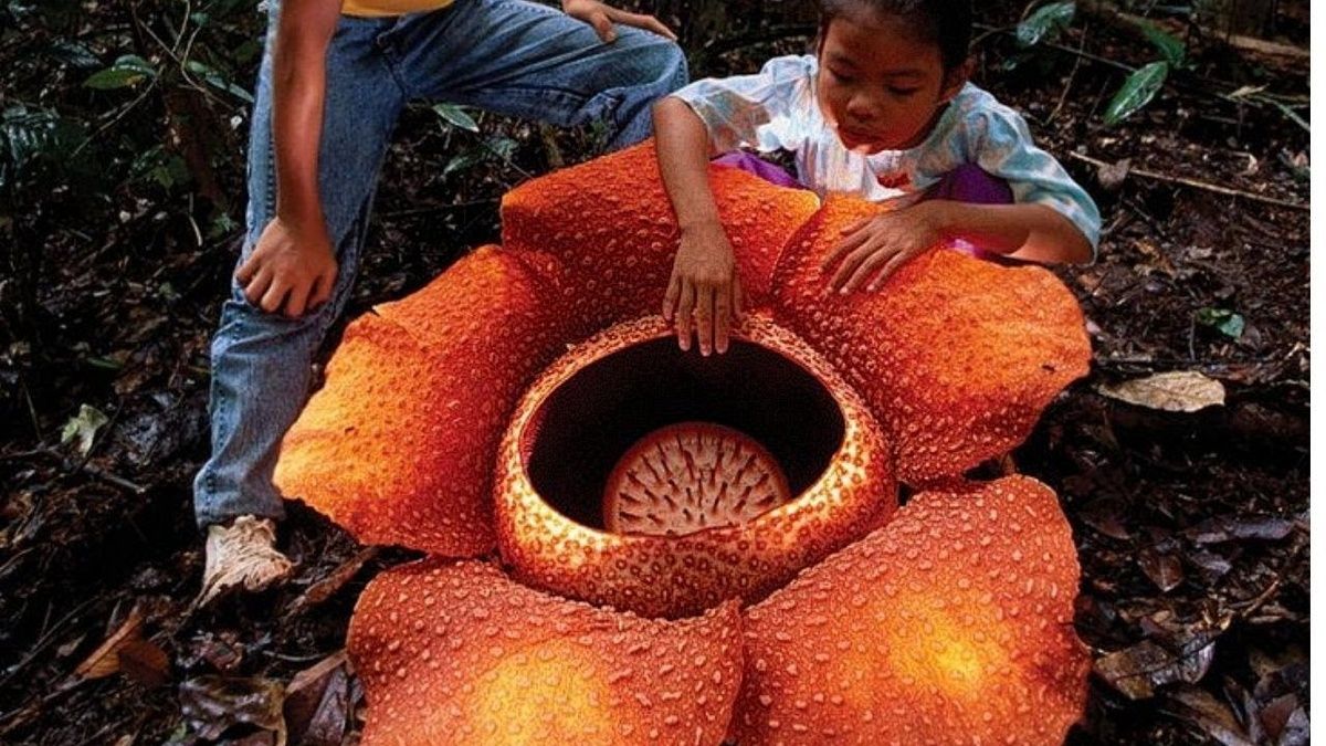 ������������ ��������, ������� �������� ������ �� �����