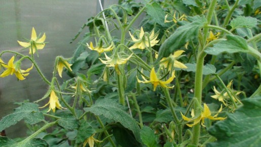 Как подкормка томатов во время цветения помогает добиться богатого урожая