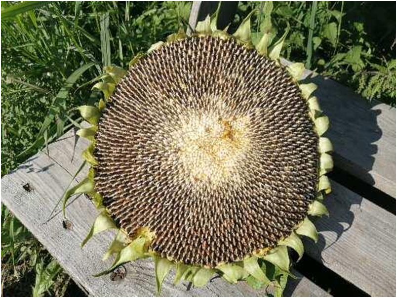 ������ �����������: ������������ �� ����� ������������