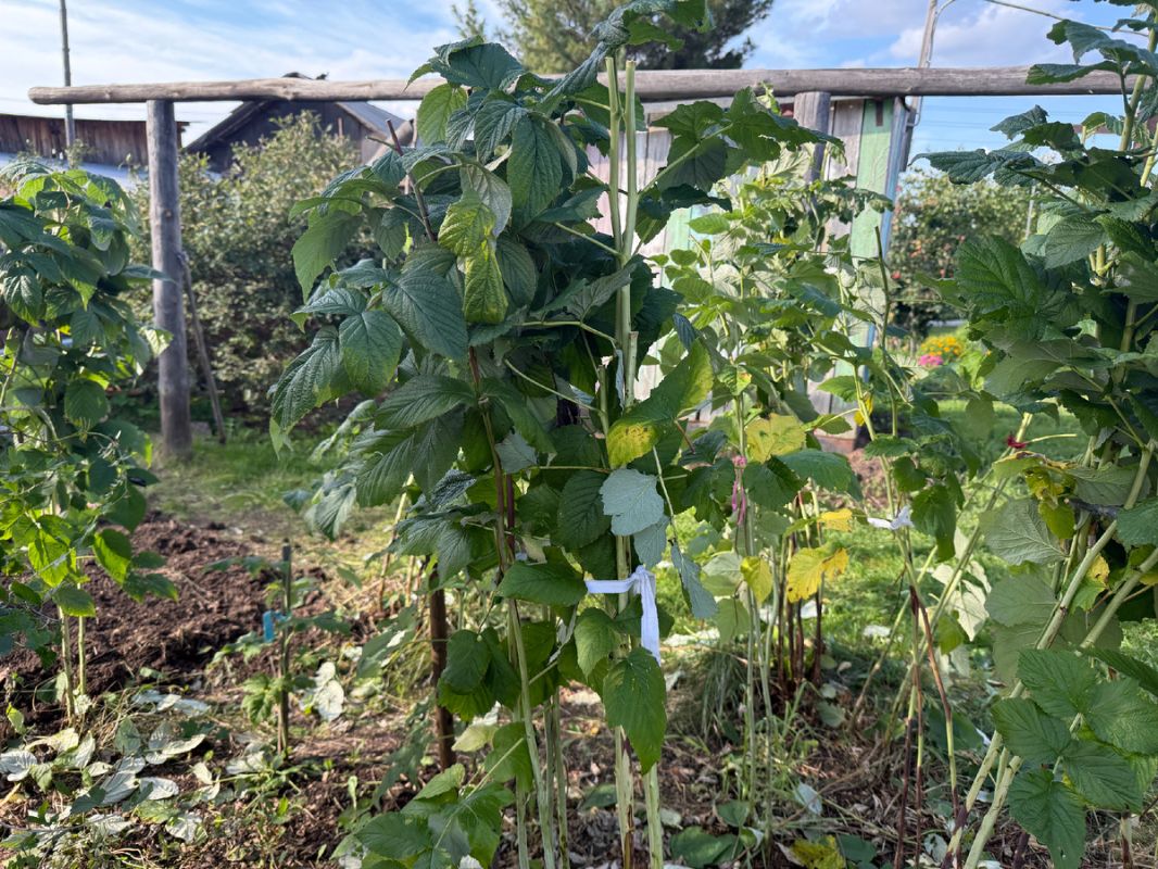 ������� ��������� ����� �� �������: ���� �� ����� ������ ������