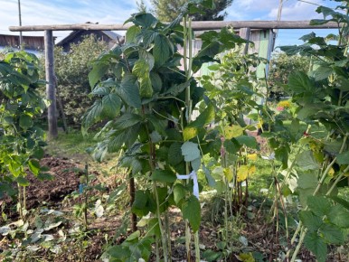 Секреты успешного ухода за малиной: чего не стоит делать осенью