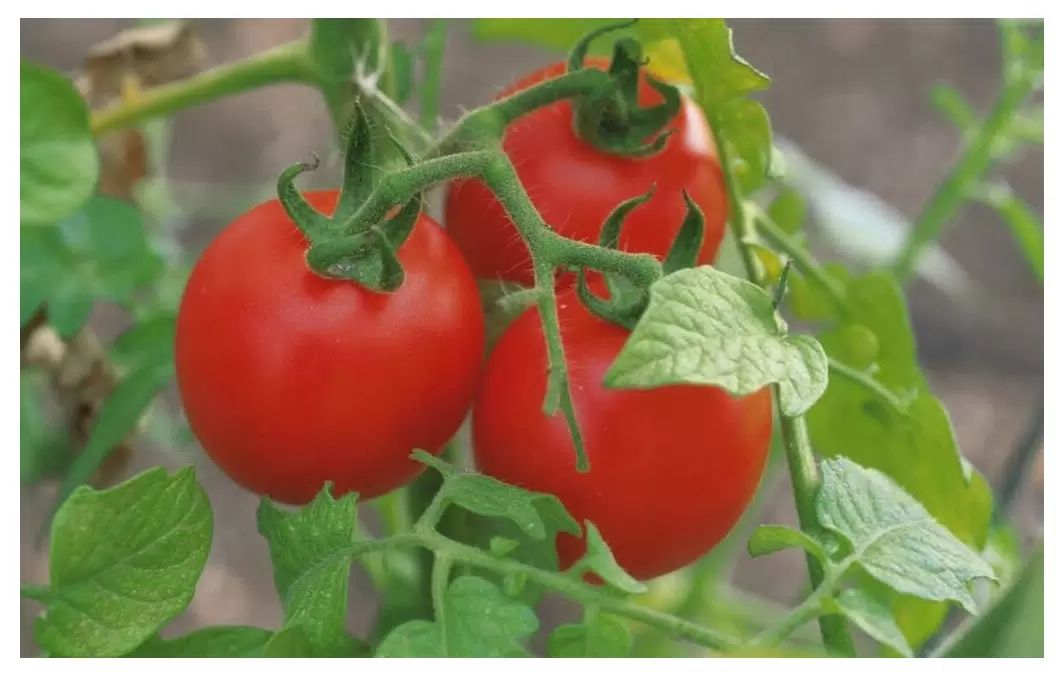 ��� �������� ������ �� ����: 7 ��������, ������� ����� ����� ������� �������