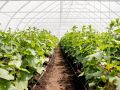 Весенняя формула идеальной теплицы: почва без болезней и лишних хлопот