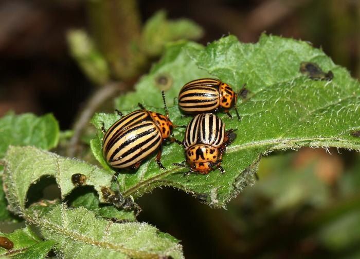 ����������� ������� ������ � ������������ ������ ��� ���������