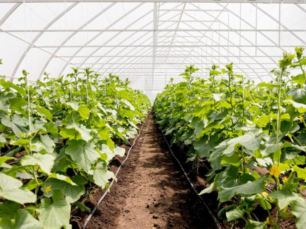 �������� ������� ��������� �������: ����� ��� �������� � ������ ������