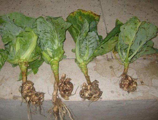 ������� ������� ��� �������: ��� ��������� ������ �� �������� � ����������