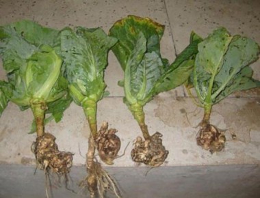 Цветная капуста под угрозой: как сохранить урожай от болезней и вредителей