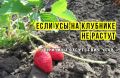Тайны усов клубники: три распространенные ошибки, мешающие урожаю