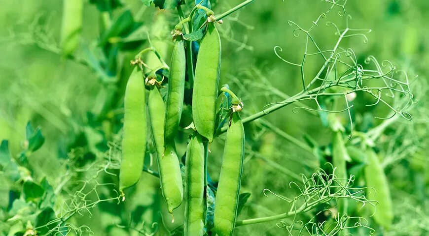 Почему стручки гороха стоит сохранять: секреты их невероятной пользы