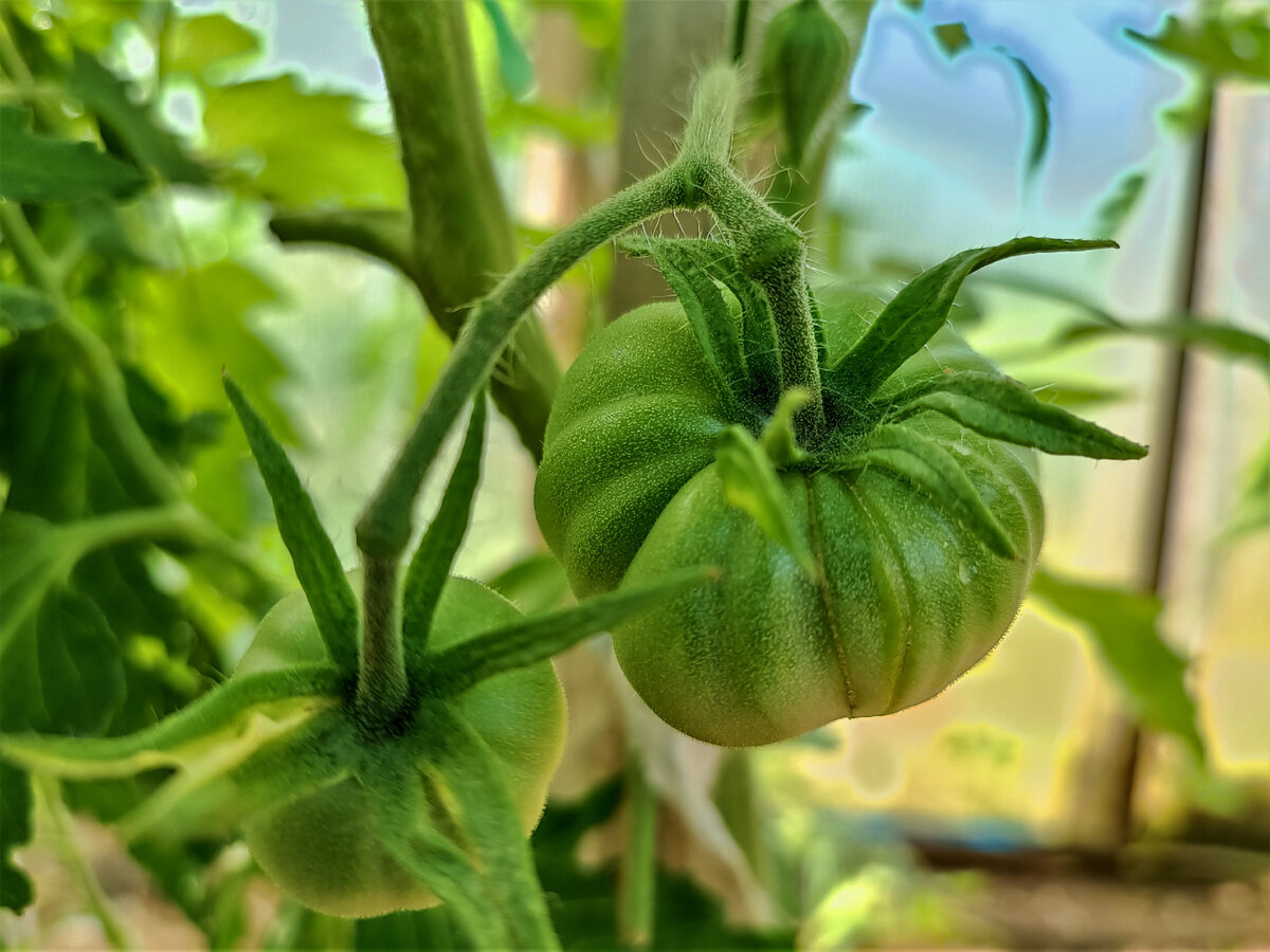 Как обеспечить идеальные условия для роста томатов: Полное руководство по подкормке