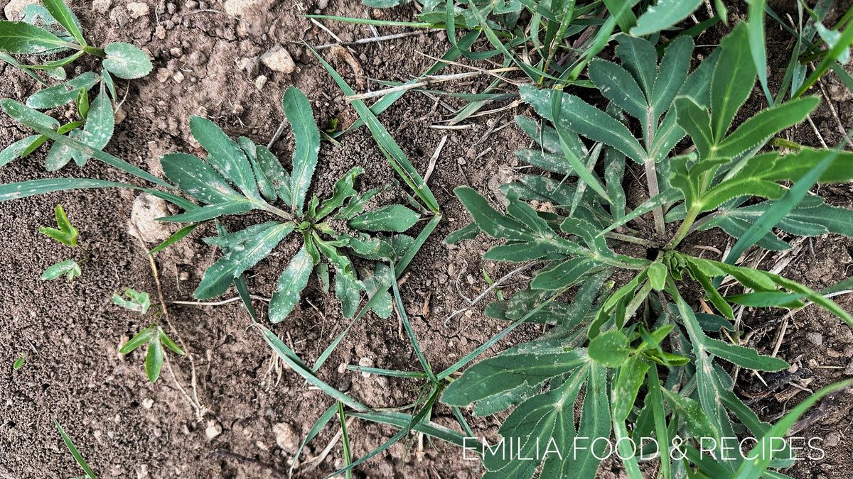 Сибех: Как Правильно Собрать и Приготовить Этот Удивительный Дикорос Армении