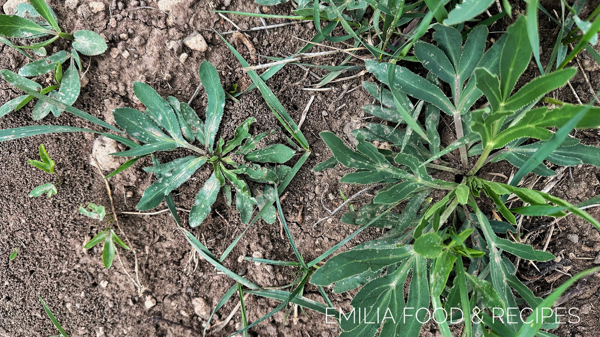 Сибех: Как Правильно Собрать и Приготовить Этот Удивительный Дикорос Армении