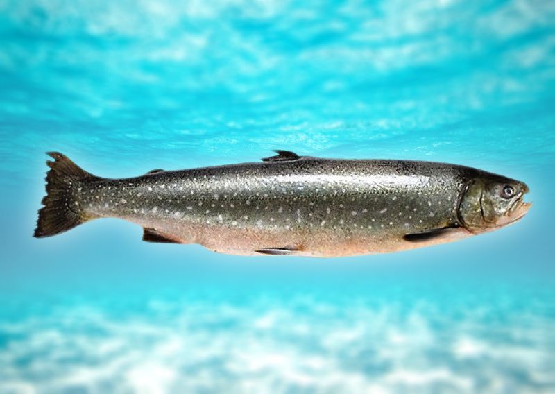 �����������: ����� � ������ ��������� ��� � �������� ���������