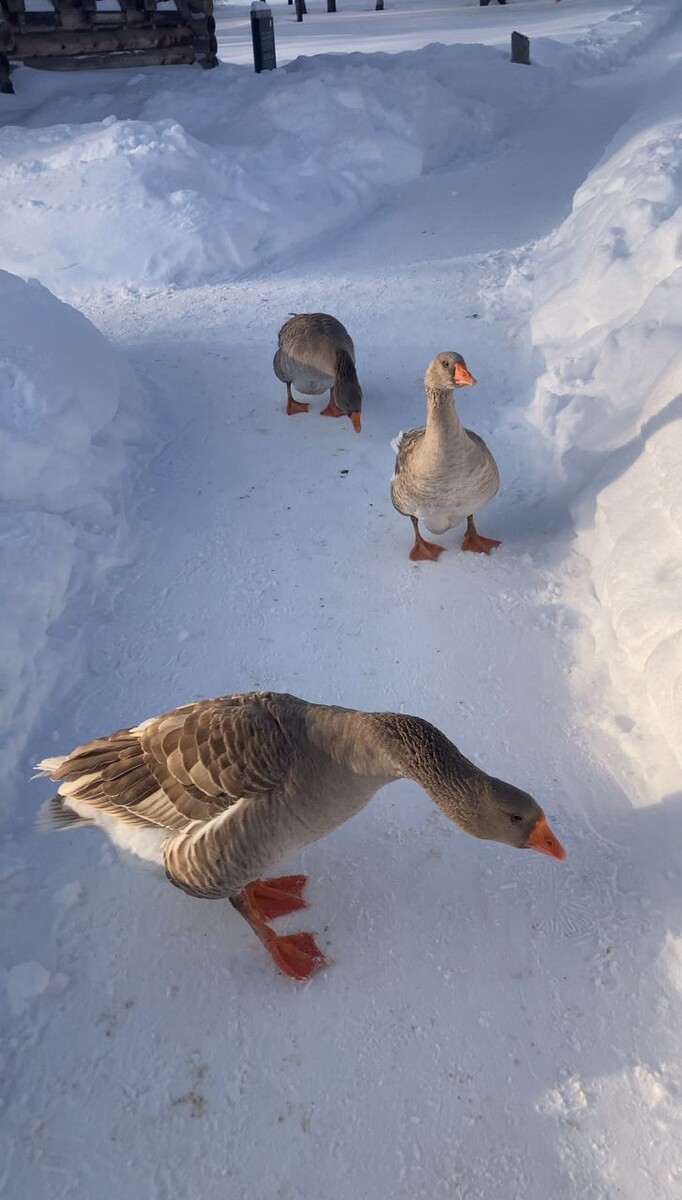 Суздальские традиции: Гусиные бои сменяются масленичными гуляньями