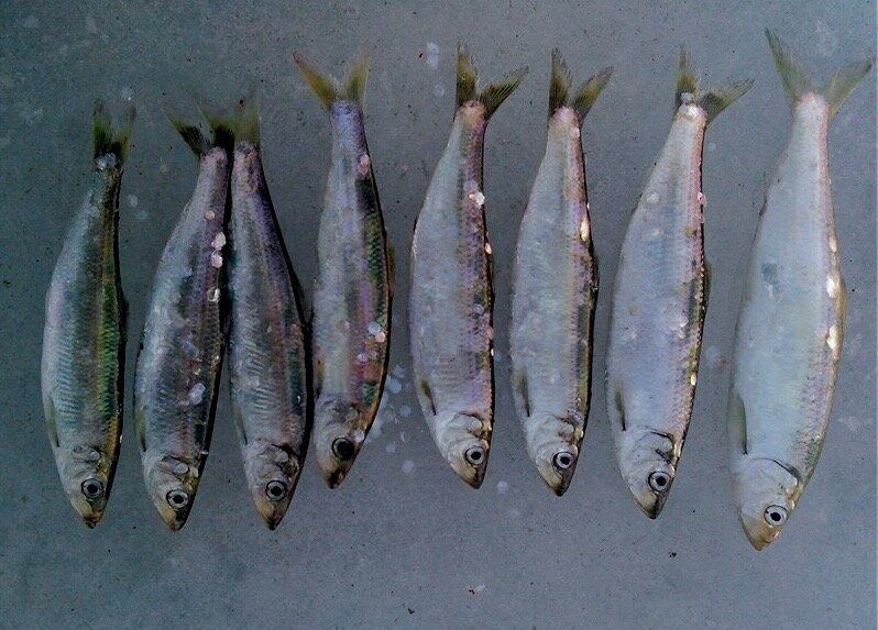 О селедке: от любви к вкусу и культуре