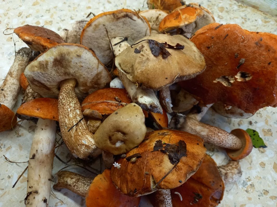 ��� ������ ������� ������ � ������������ ���� �� �������