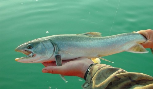 ������ �� ��������� ������ �������, ��������� 860 �� �� ��� ������