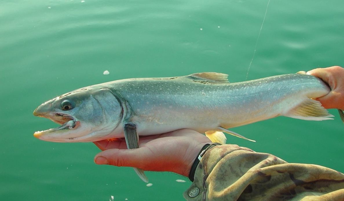 Треска из Австралии побила рекорды, преодолев 860 км за два месяца