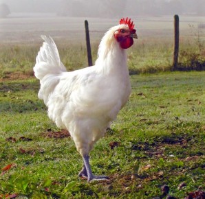 ������� � �������: ������� ������������ ����������