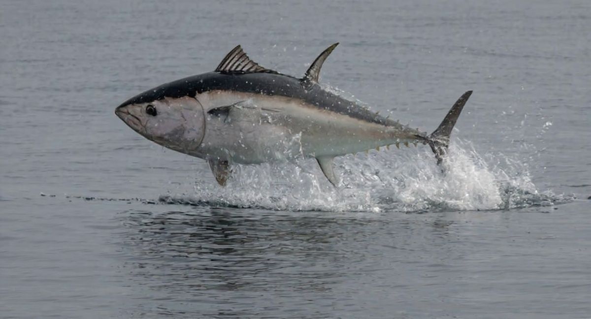 �� ������� ������� ����� ����� ����� 300 ��