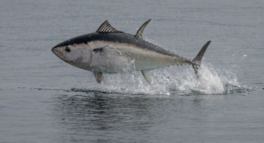 �� ������� ������� ����� ����� ����� 300 ��