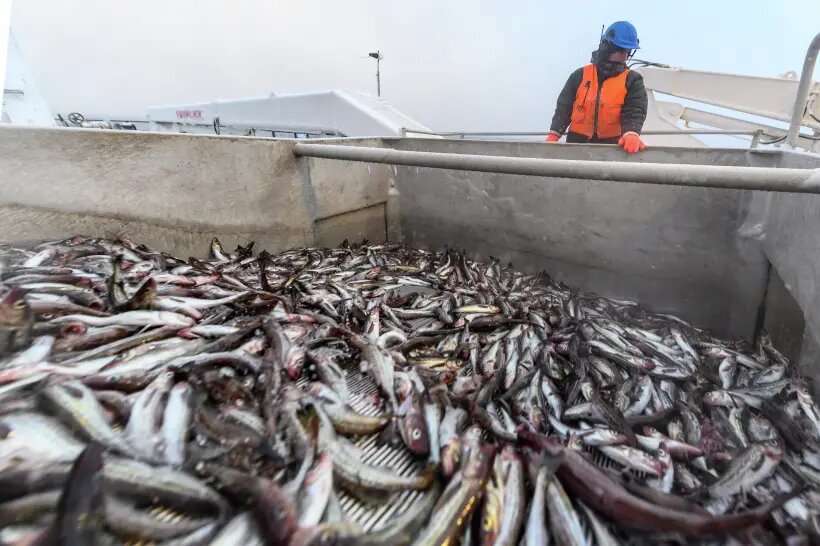 Рыболовство в России: вылов рыбы сократился на 4,4% к концу ноября