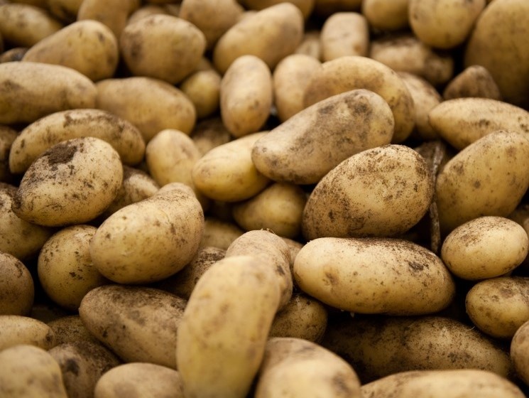 Урожай картофеля в России достиг впечатляющих показателей