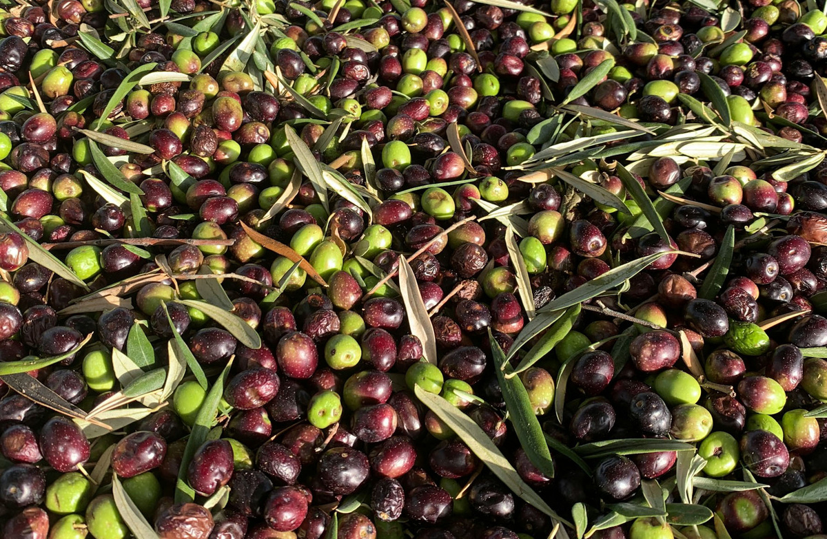 Зеленые оливки и черные маслины: что стоит знать о различиях