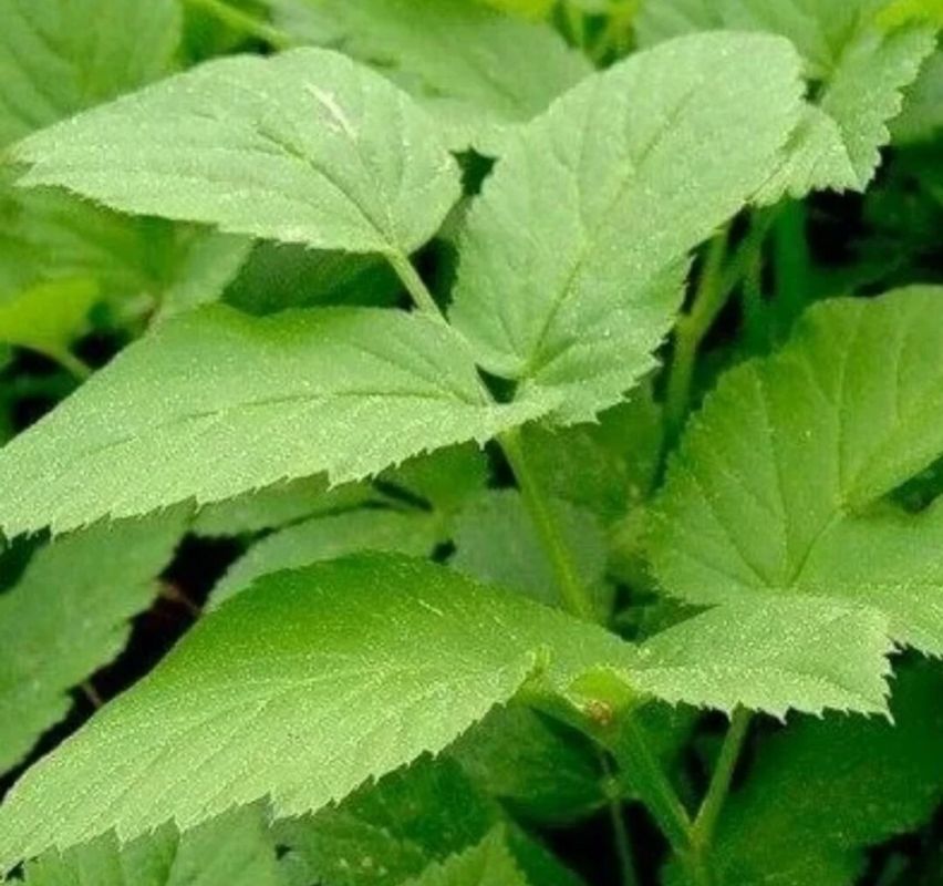 �����: ������� ��������� ������� � ����������� ����������