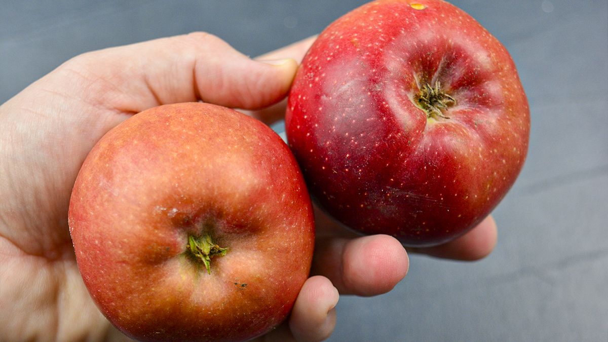 ��������������� �������� �����: ������ ������ ��� �������