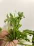 Как кинза меняет восприятие вкусов: удивительные исследования